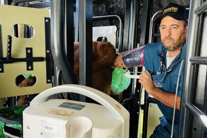 Normalmente una vaca puede generar hasta 10 crías a lo largo de su vida productiva mediante parto natural; con la transferencia de embriones pueden superar los 200 terneros