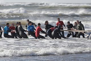 Misterio e inquietud por la sucesión de orcas varadas en la costa bonaerense
