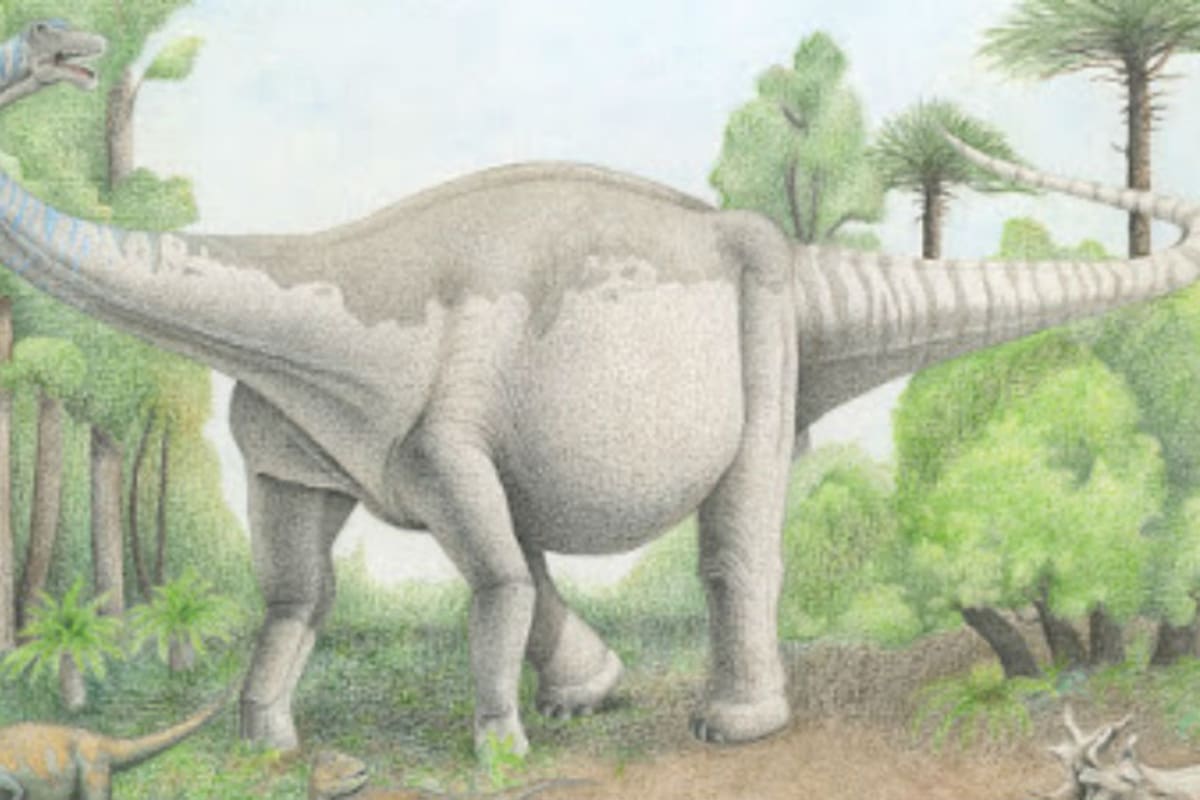 Notocolossus, el colosal dinosaurio descubierto en Mendoza