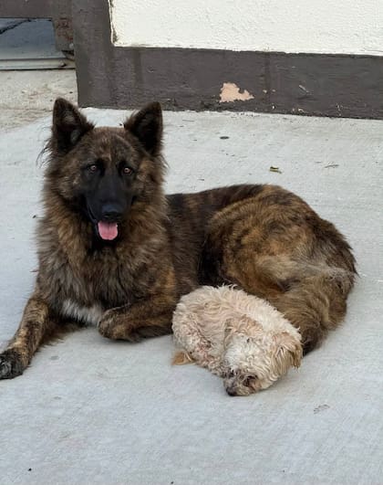 Nova y Benji juntos después del rescate
