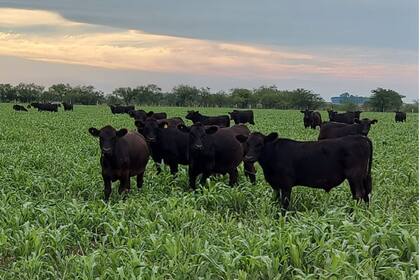 Novillitos de Angus sobre pastoreo precoz de sorgo en Areco. Foto: Jorge Villalba
