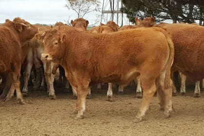 Novillo Limousin para cuota Hilton