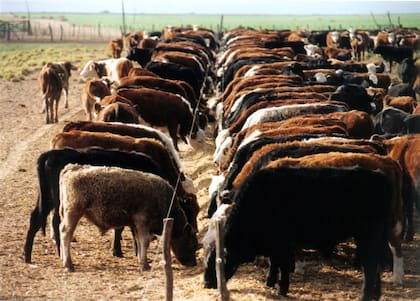 Novillos con suplementación a campo
