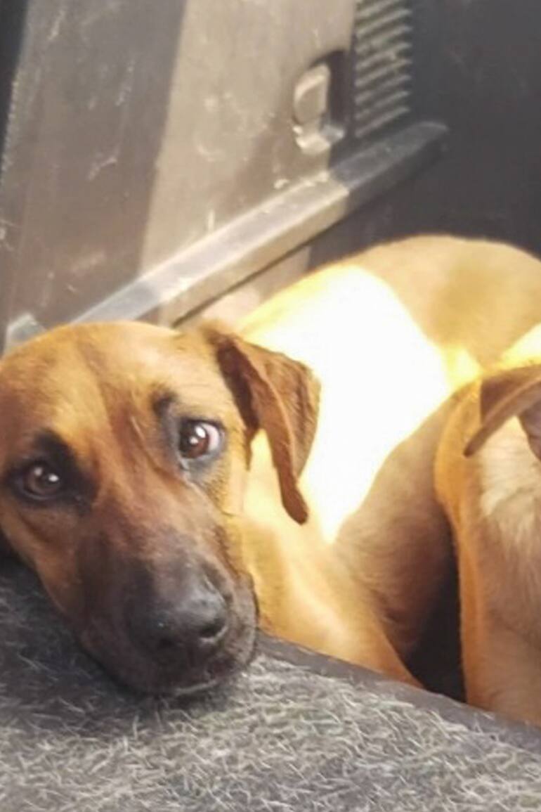 Nube y Alma sobrevivieron en la terraza de una casa usurpada hasta que una denuncia puso fin a su sufrimiento.