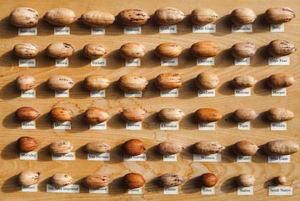 Nueces pecan.