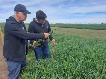 "Nuestra avena se produce mediante la agricultura regenerativa, como estrategia agrícola que se enfoca en conservar y revitalizar los procesos biológicos del suelo”, dijeron en el INTA
