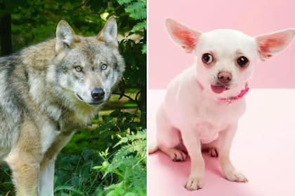 Nuestras mascotas están lejos de parecer un lobo feroz, pero evidentemente hay una relación