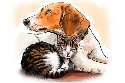 Nuestras mascotas se merecen lo mejor, y el Día del Animal es un gran momento para recordarlo. Propuestas para mimarlas con Club LA NACION.