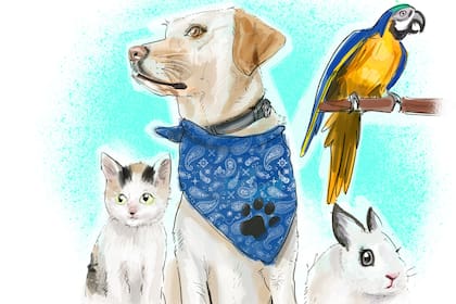 Nuestras mascotas son parte importante de nuestra vida y merecen el mejor cuidado posible. Una buena alimentación, accesorios y hasta ropa son formas de mostrarles nuestro amor y pueden hacerse de la mano de Club.