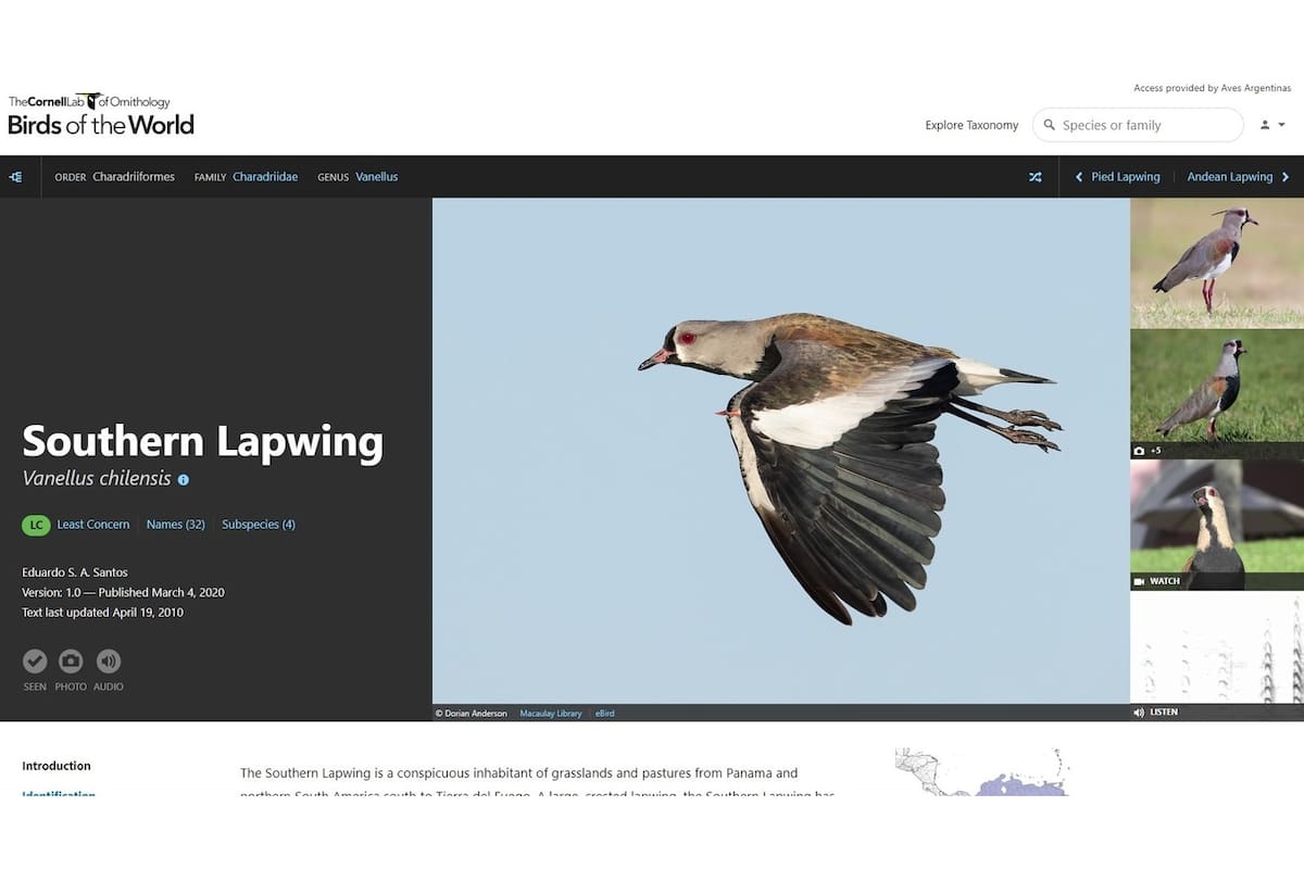 Nuestro autóctono tero, en la guía de aves de Cornell