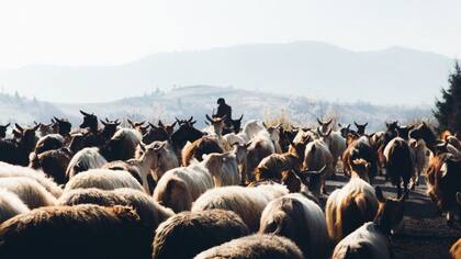 Nuestros ancestros vivían entre animales y estaban en riesgo de contagiarse de sus enfermedades