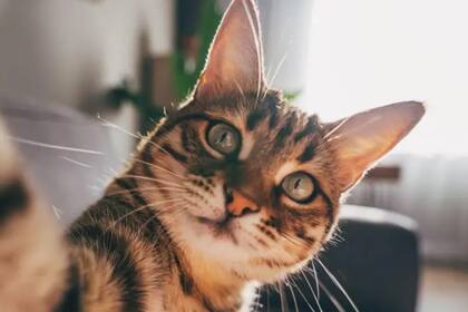 "Nuestros hallazgos ponen de relieve las sorprendentes similitudes entre la demencia felina y la enfermedad de Alzheimer en las personas", señaló uno de los investigadores que realizó el estudio