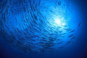 Nuestros oceános no son el Lejano Oeste