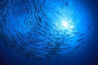 Nuestros oceános no son el Lejano Oeste
