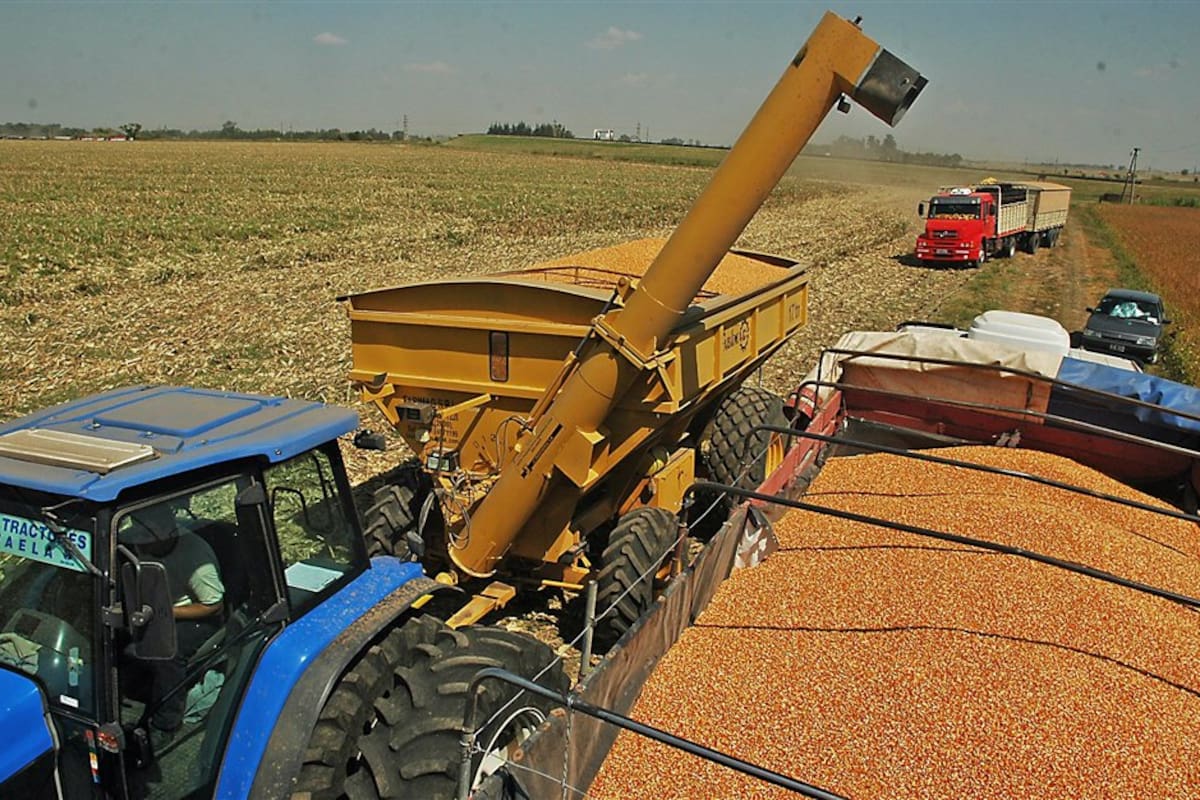 Nuestros suelos necesitan cultivar maíz para poder continuar con una agricultura sostenible