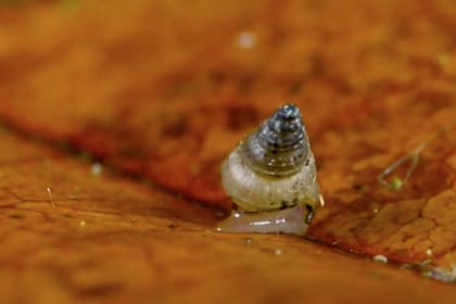 Nueva especie de caracol