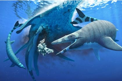 Nueva especie de lagarto marino con dientes de tiburón