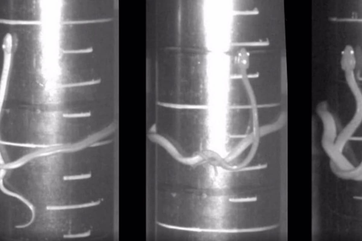 Nueva especie de serpiente que trepa haciendo lazos con su cuerpo