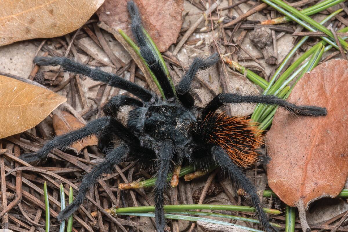 Nueva especie de tarántula descubierta en los bosques de Arizona (foto referencial)