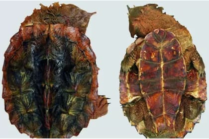 Nueva especie de tortuga aparece en el Amazonas (Dr. Uwe Fritz)