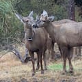 Un centro de rescate de fauna silvestre consolida un proyecto clave para preservar una especie en extinción