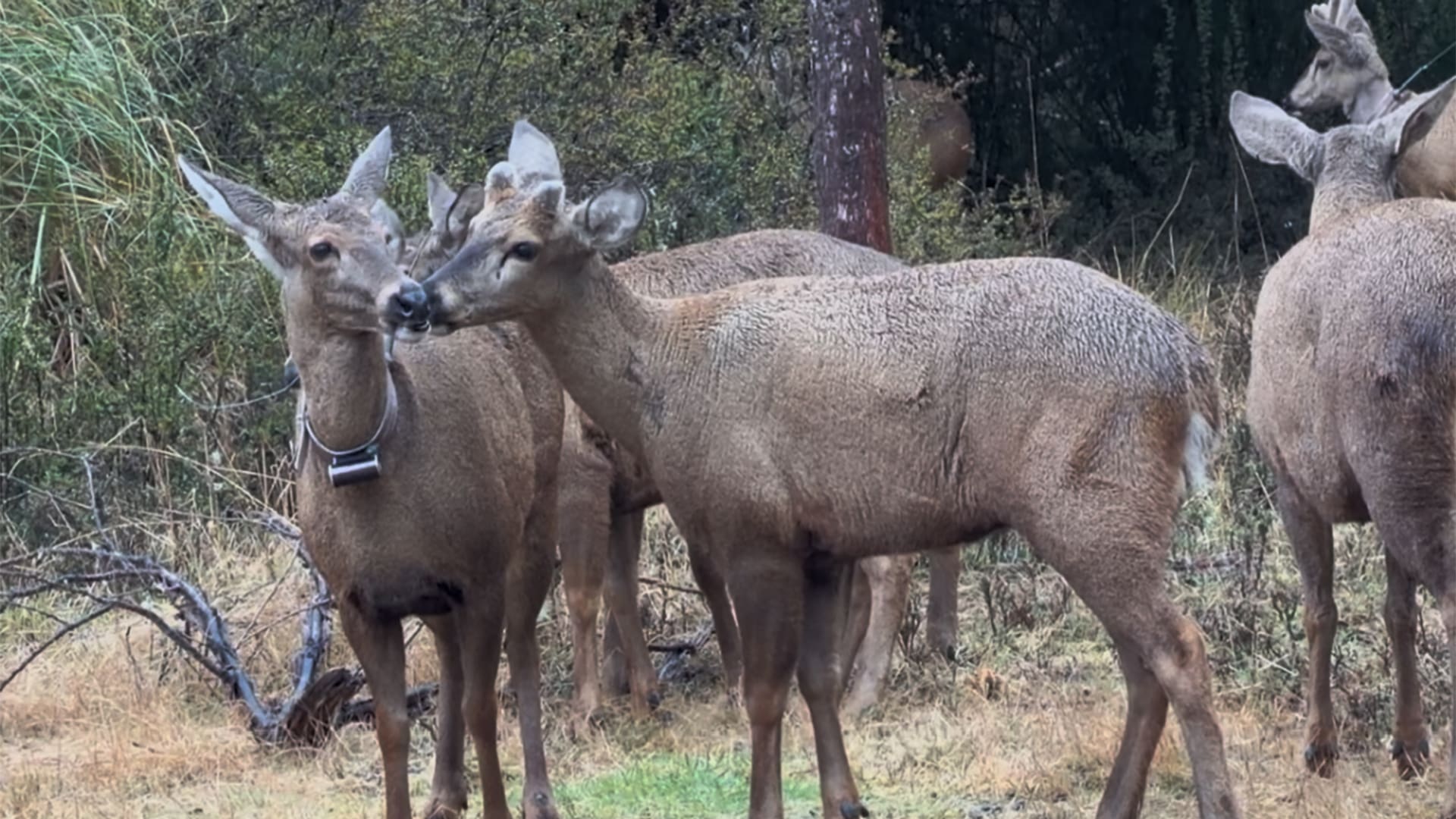 Nueva reserva de fauna silvestre en Chile