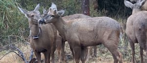 Un centro de rescate de fauna silvestre consolida un proyecto clave para preservar una especie en extinción