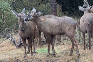 Un centro de rescate de fauna silvestre consolida un proyecto clave para preservar una especie en extinción