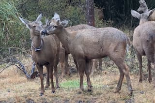Un centro de rescate de fauna silvestre consolida un proyecto clave para preservar una especie en extinción