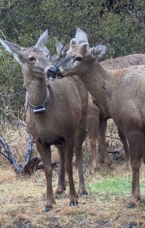 Nueva reserva de fauna silvestre en Chile