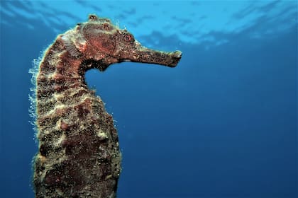 La reserva marina Aqaba, en Jordania, también fue distinguida por la Unesco