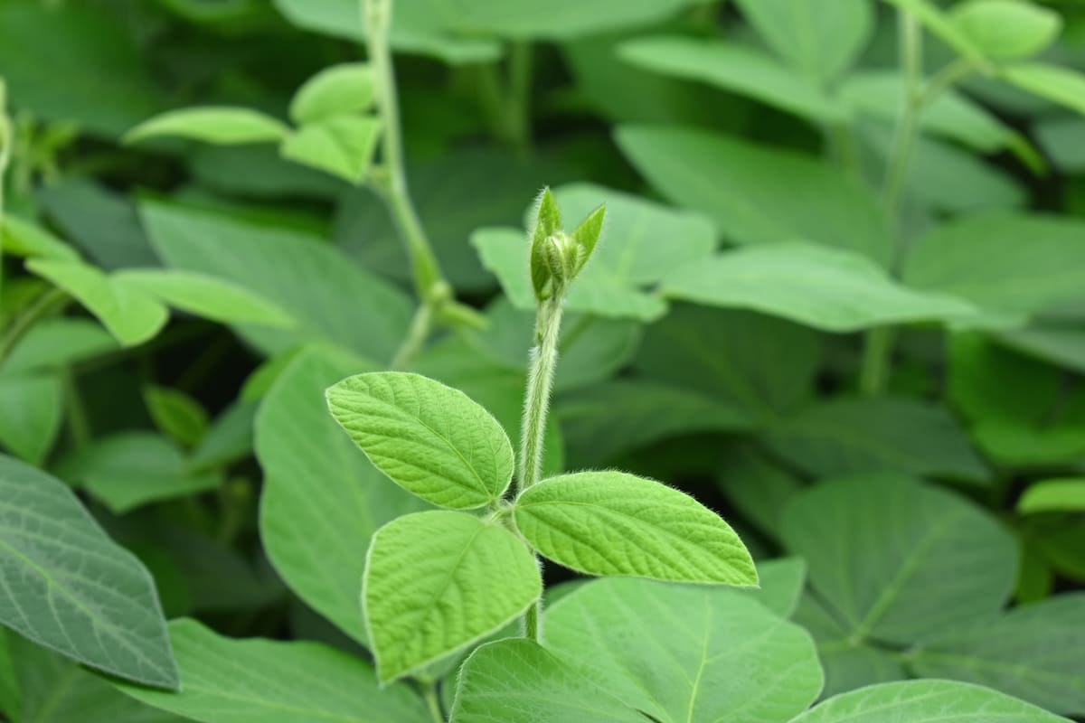 Nuevas herramientas para la soja