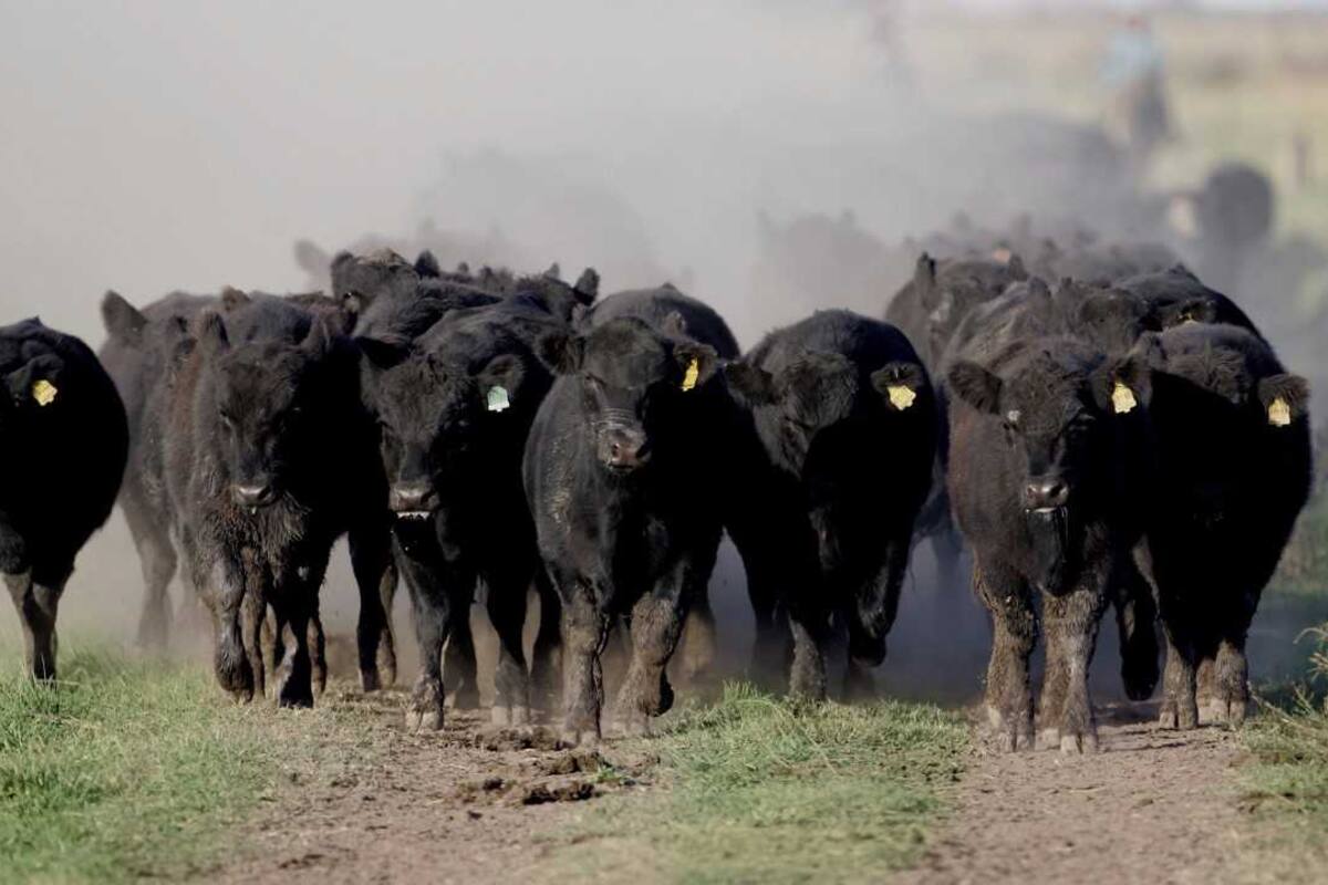 Nuevas herramientas para la ganadería