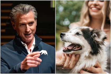 Nuevas leyes de California establecen protecciones para animales en 2026