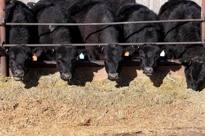 Nuevas reglas para los feedlot