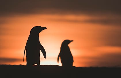 Nueve de las 18 especies de pingüinos en el planeta están amenazadas