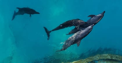 Nueve delfines han estado en un parque acuático de Cancún clausurado hace un año