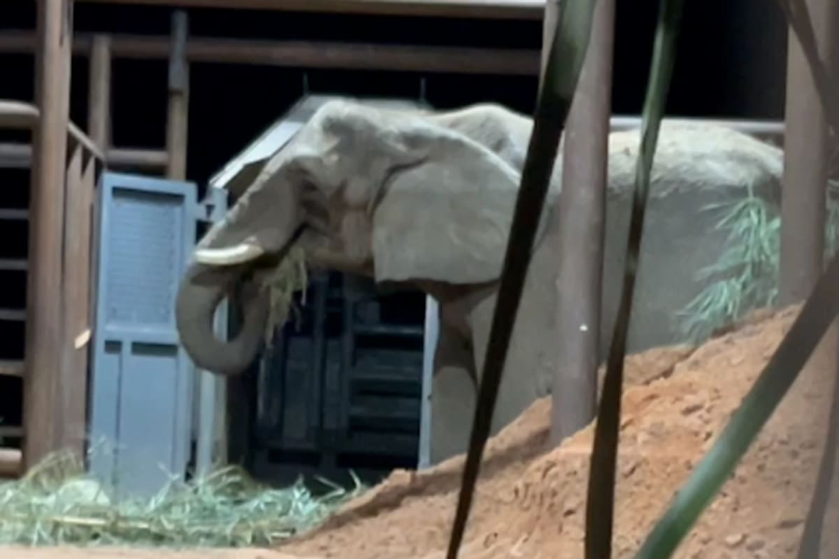 Nueve horas después de llegar este viernes al Global Sanctuary for Elephants, en el Mato Grosso, Brasil, la elefanta Pupy salió de la caja y comenzó a vivir su nueva libertad