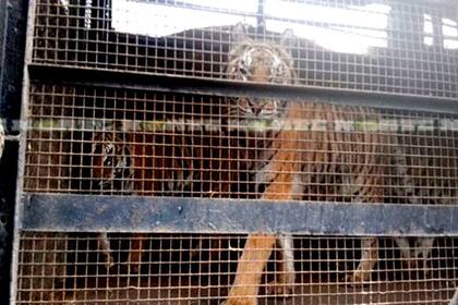 Nueve tigres fueron hacinados en una sola jaula