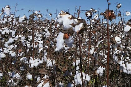 Nuevo evento para el algodón