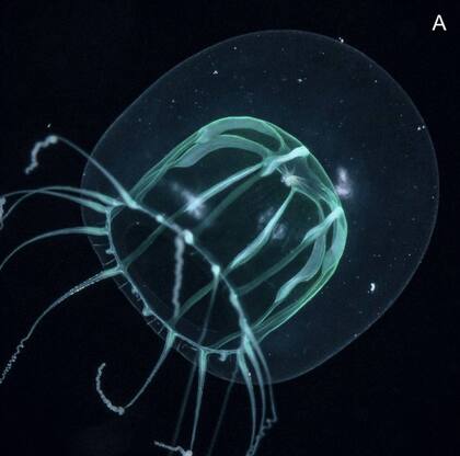 Nuevo hallazgo: Melicertum tropicalis, o medusa de aguas cálidas