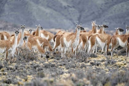 Nuevos datos sobre la población de guanacos en Santa Cruz