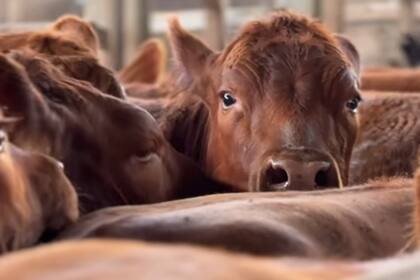 Nuevos desafíos para la ganadería