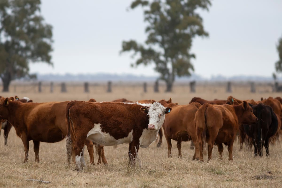 Nuevos desafíos para la ganadería