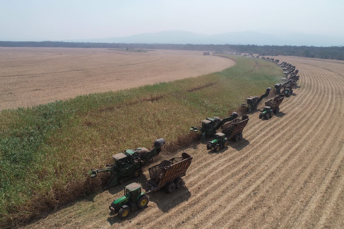 Nuevos desafíos para la caña de azúcar