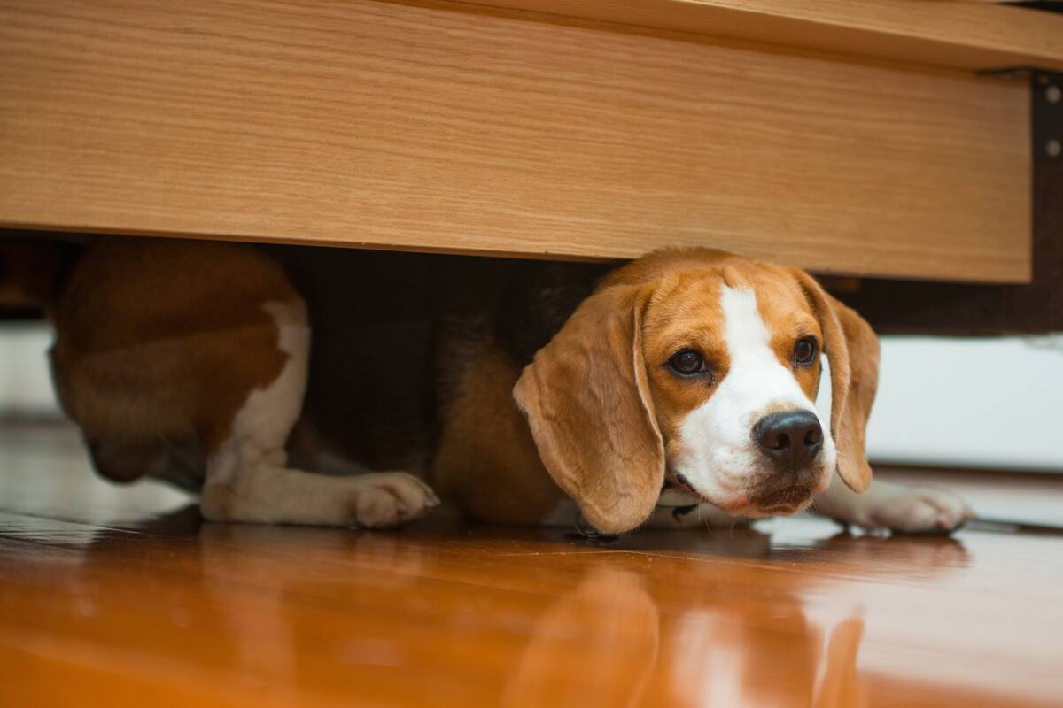 Nuevos dispositivos, pequeños y potentes, ayudan a localizar las dos cosas que más suelen extraviarse en la vida cotidiana