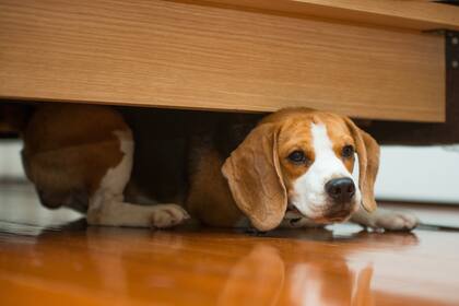 Nuevos dispositivos, pequeños y potentes, ayudan a localizar las dos cosas que más suelen extraviarse en la vida cotidiana