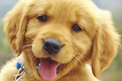 Nuevos estudios revelan los motivos por los cuales los perros lamen a las personas