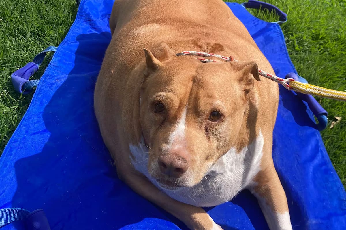 Nuggi, el perro, falleció a causa de su severa obesidad causada por malnutrición