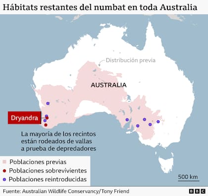 Numbats en Australia